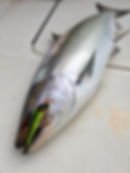 King Salmon on Bay Rat Lure